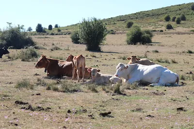 De los visitantes